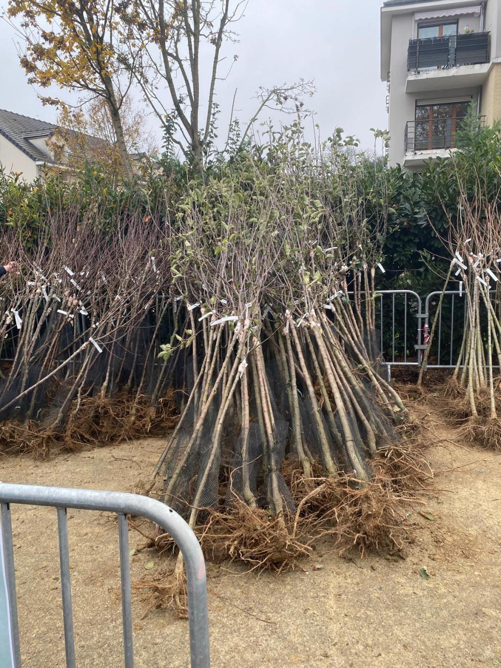 Opération &laquo;&nbsp;Adopte ton arbre&nbsp;&raquo; à Limeil-Brévannes